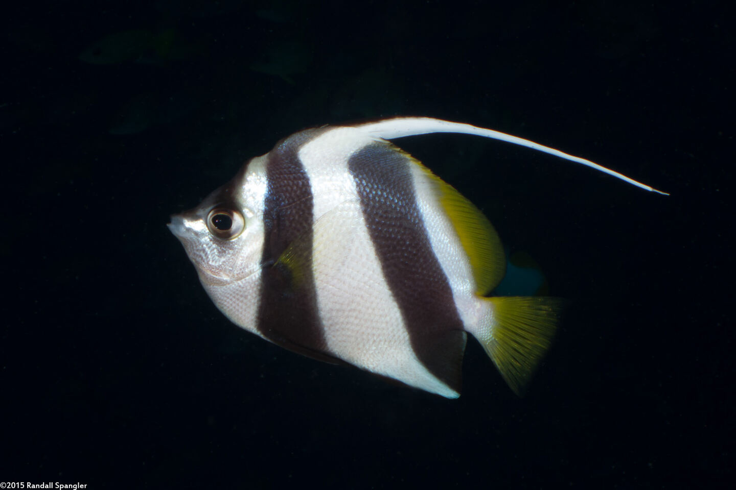 Heniochus diphreutes (Schooling Bannerfish)