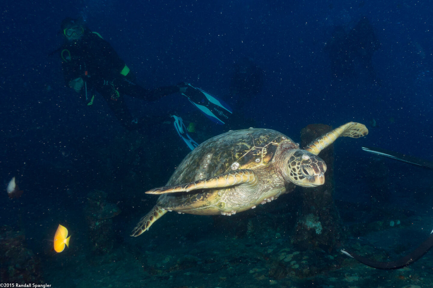 Chelonia mydas (Green Sea Turtle)