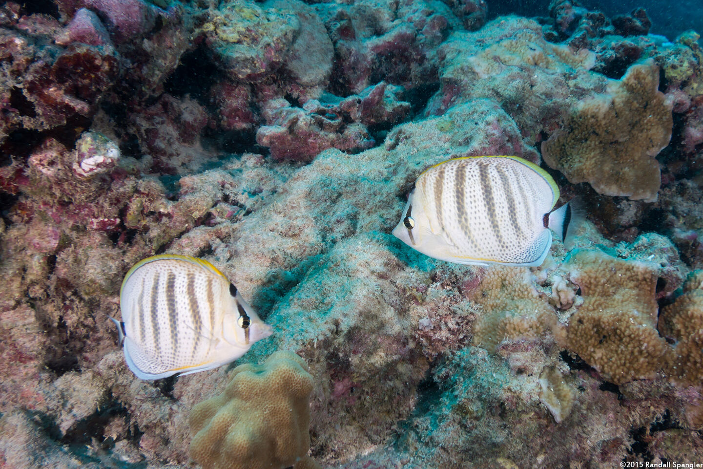 Chaetodon multicinctus (Multiband Butterflyfish)