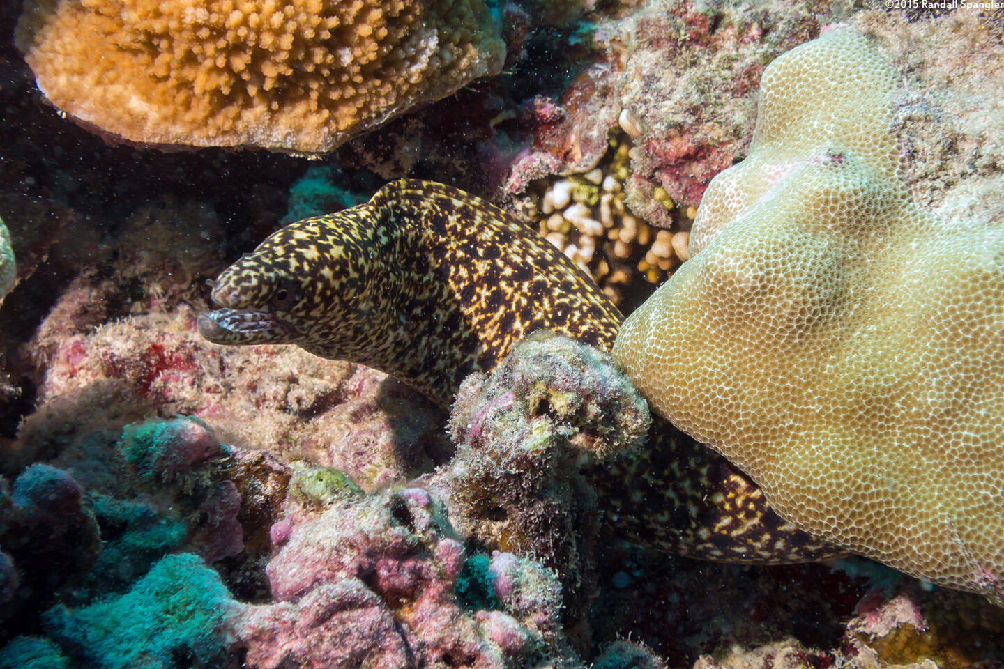 Gymnothorax eurostus (Stout Moray)