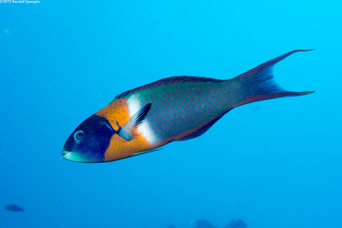 Thalassoma duperrey (Saddle Wrasse)