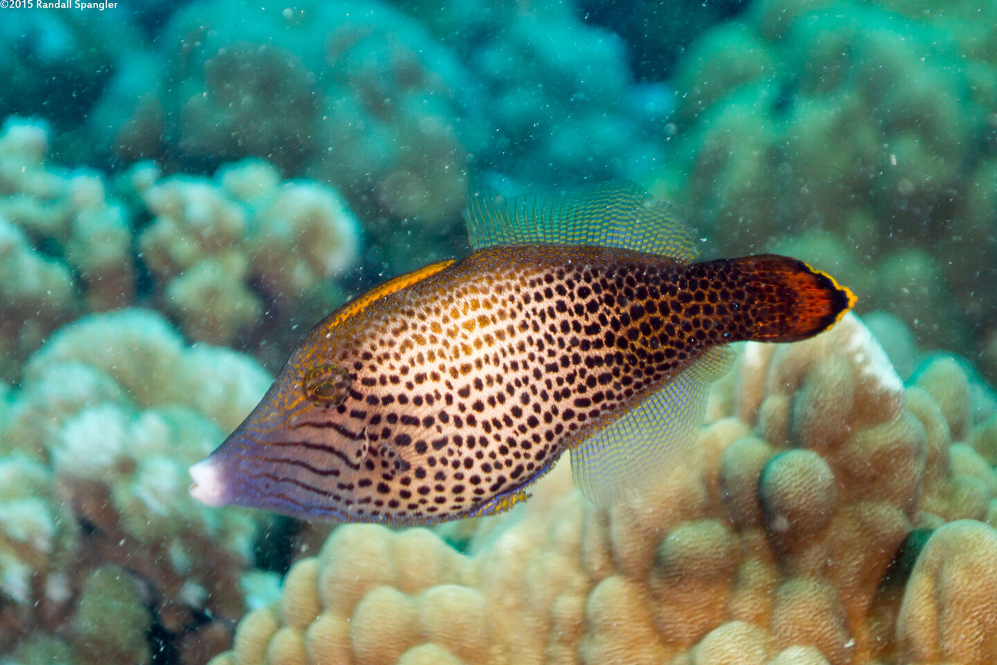Pervagor spilosoma (Hawaiian Fantail Filefish)