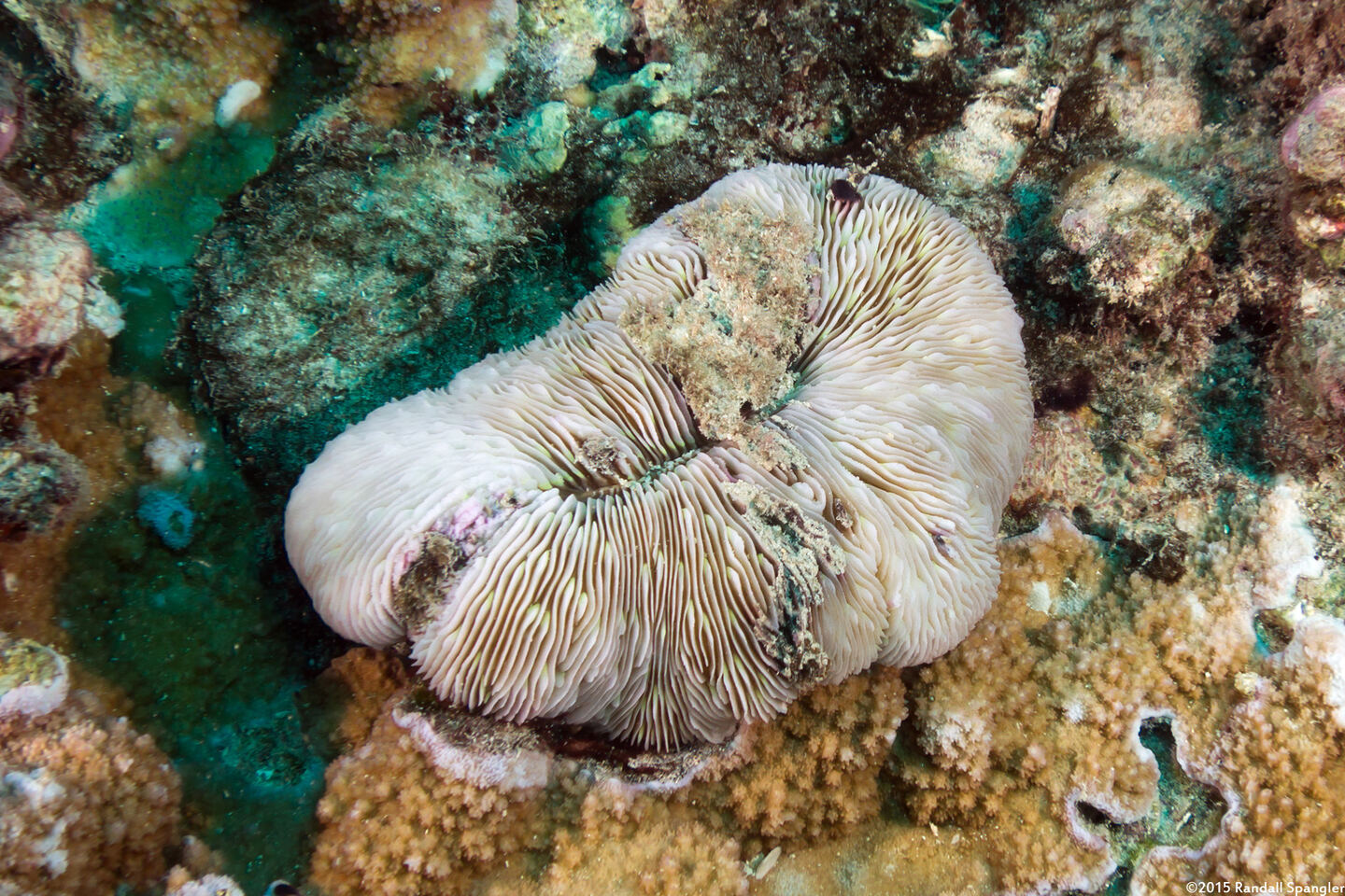 Lobactis scutaria (Oval Mushroom Coral)