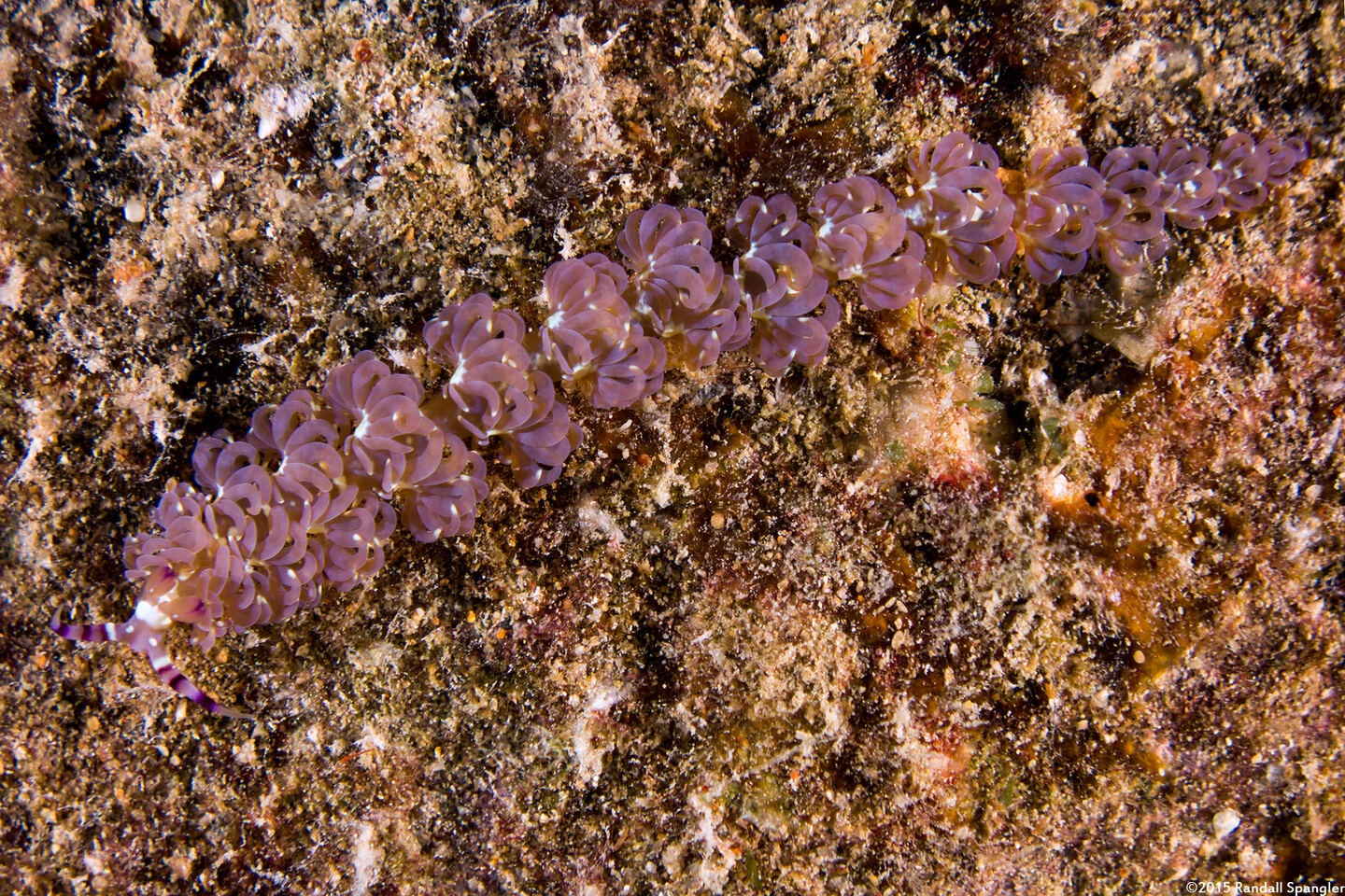 Pteraeolidia semperi (Blue Dragon Nudibranch)
