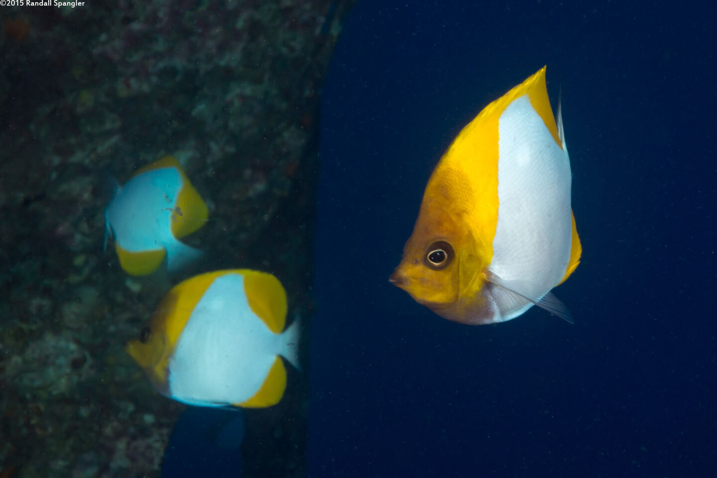 Hemitaurichthys polylepis (Pyramid Butterflyfish)