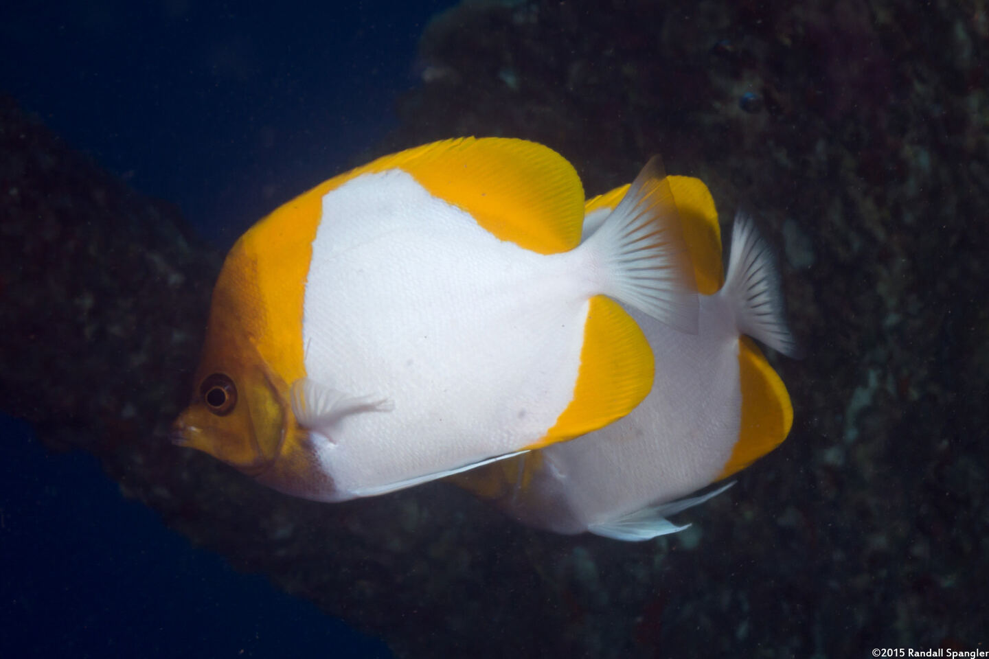 Hemitaurichthys polylepis (Pyramid Butterflyfish)