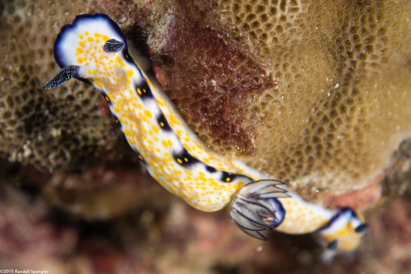 Hypselodoris imperialis (Imperial Nudibranch)