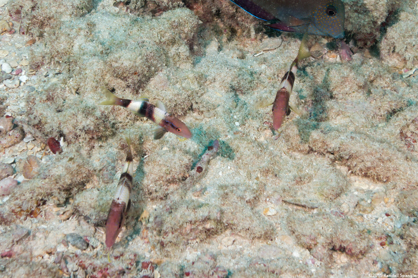 Parupeneus multifasciatus (Manybar Goatfish)