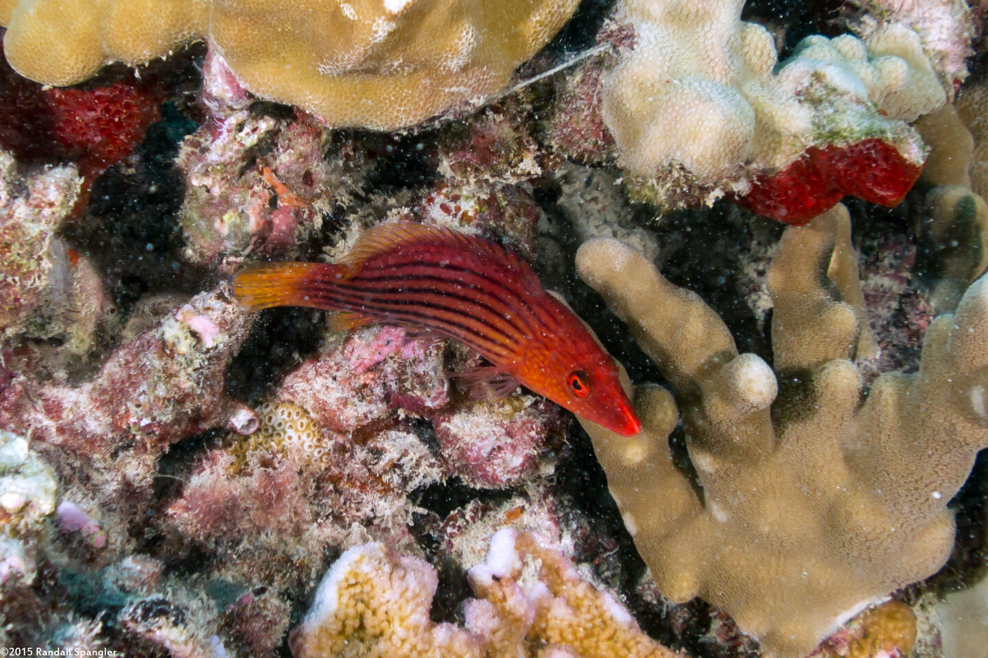 Pseudocheilinus octotaenia (Eightline Wrasse)
