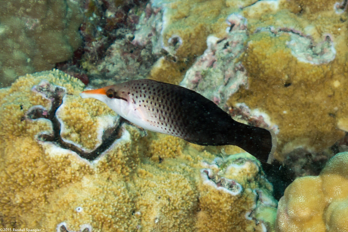 Gomphosus varius (Bird Wrasse)
