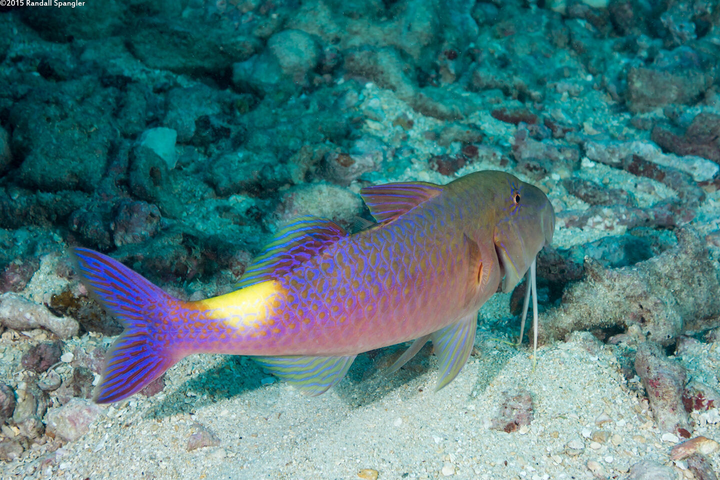 Parupeneus cyclostomus (Goldsaddle Goatfish)