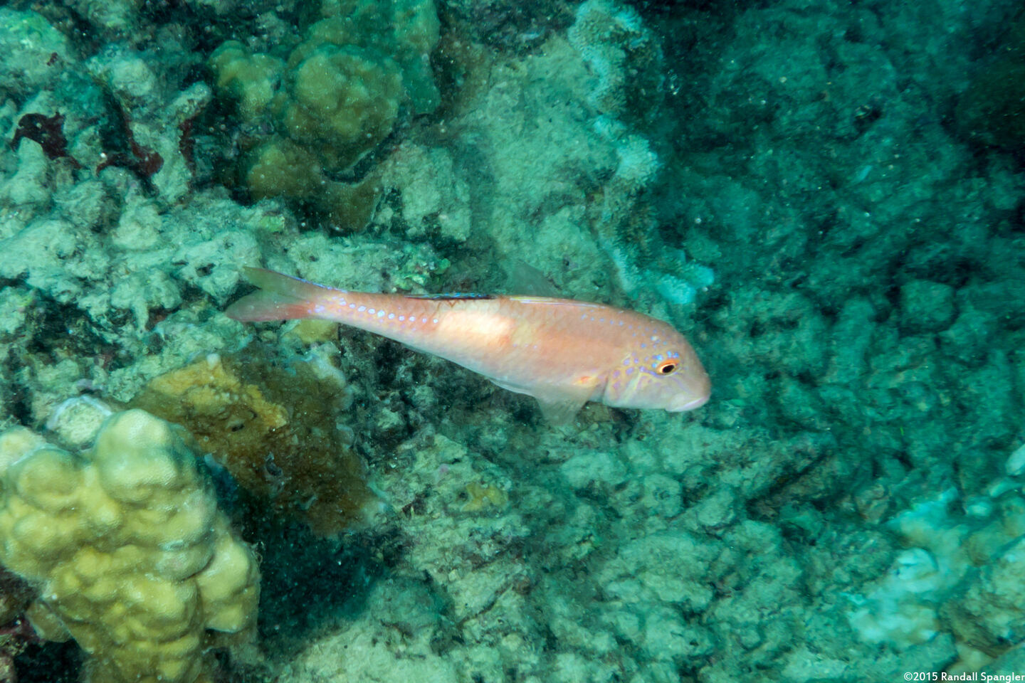Parupeneus pleruostigma (Sidespot Goatfish)