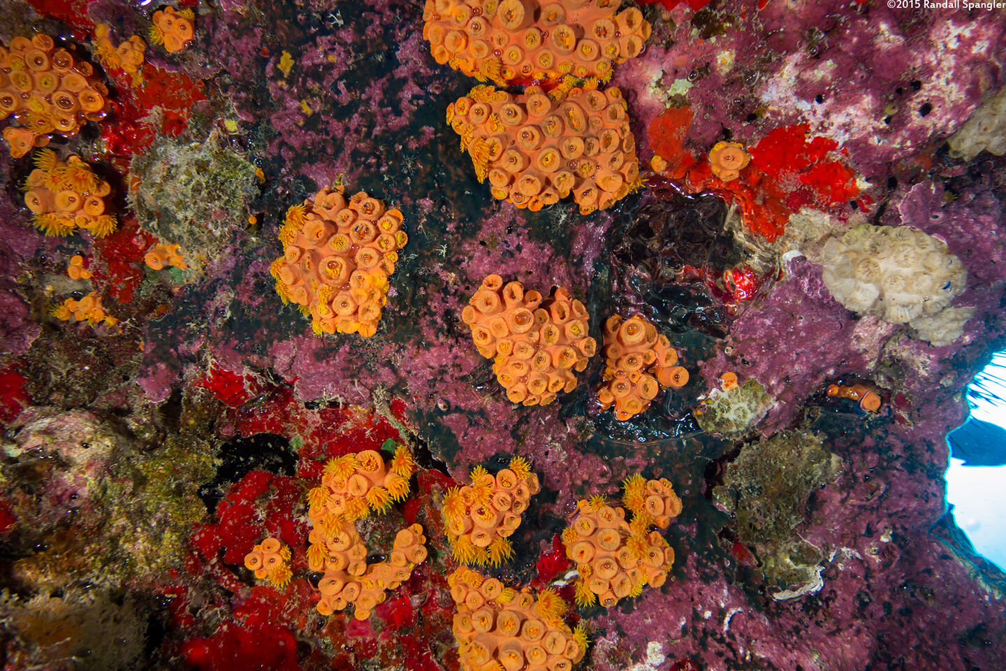 Tubastraea coccinea (Orange Cup Coral)