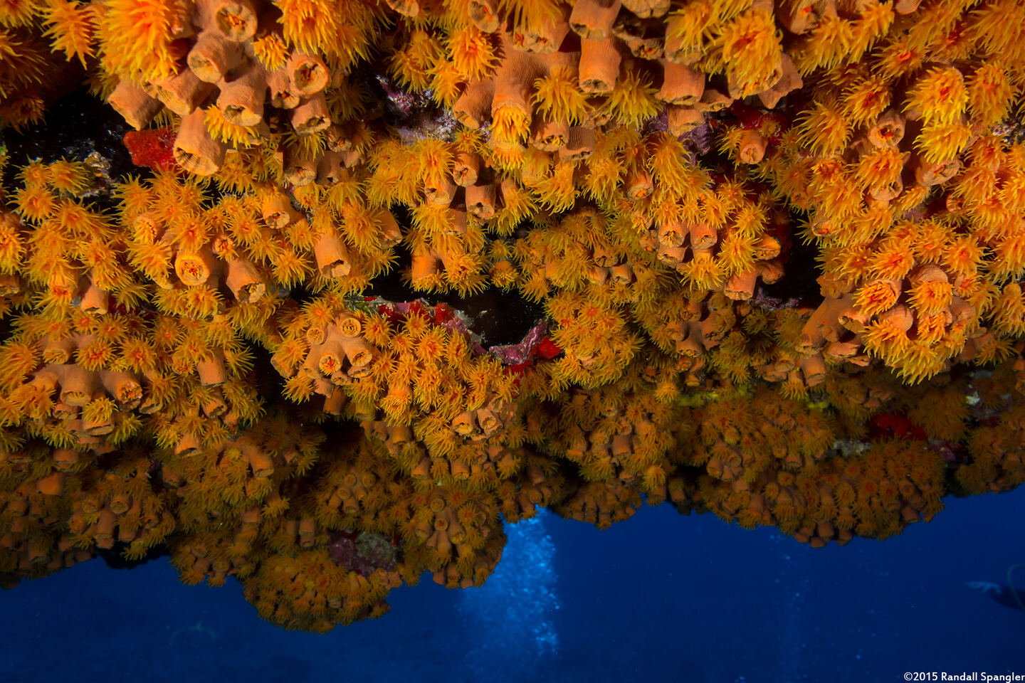 Tubastraea coccinea (Orange Cup Coral)