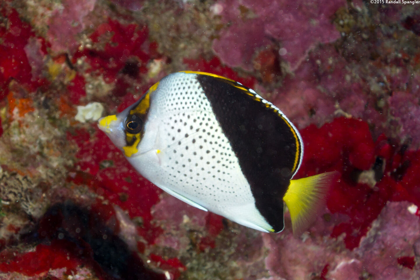 Chaetodon tinkeri (Tinker's Butterflyfish)