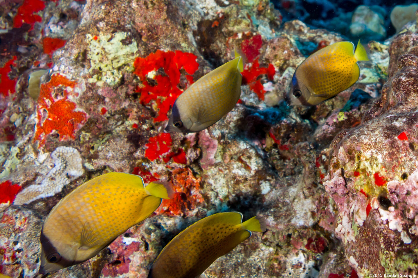 Chaetodon kleinii (Blacklip Butterflyfish)