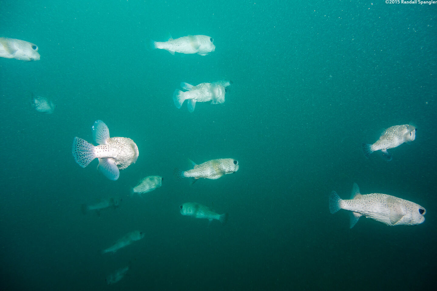 Diodon hystrix (Porcupinefish); Unusual to see more than one