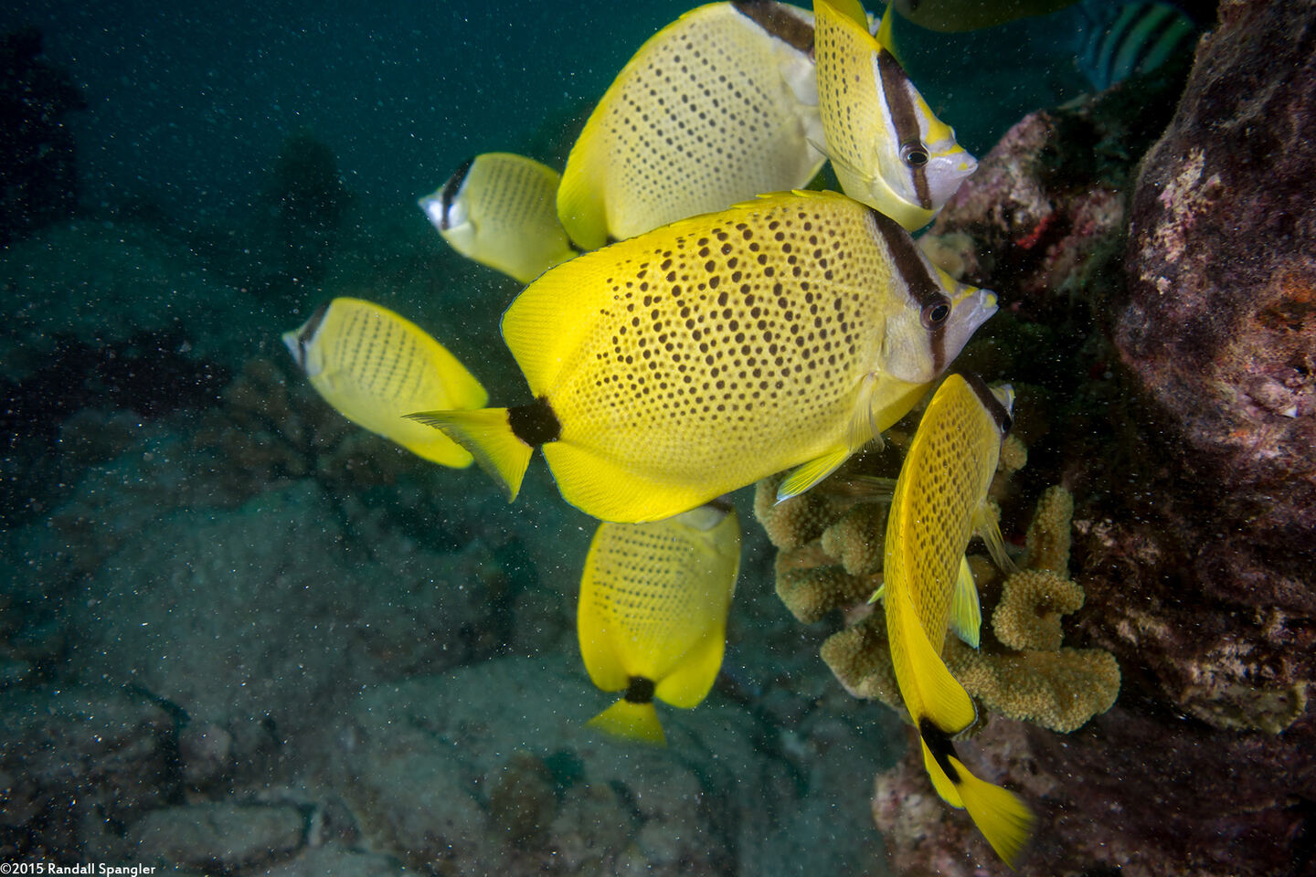 Chaetodon miliaris (Milletseed Butterflyfish)