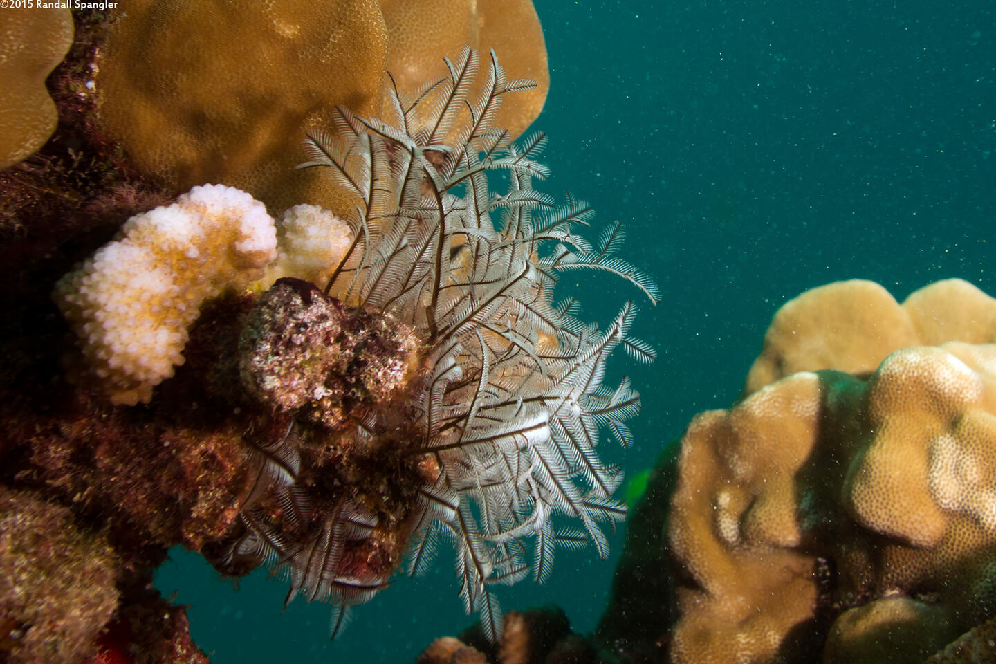 Macrorhynchia philippina (Philippine Hydroid)