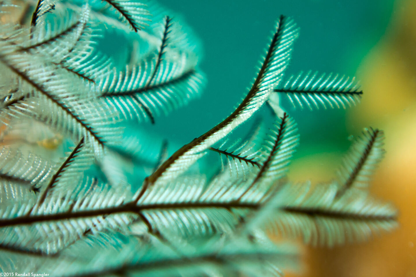 Macrorhynchia philippina (Philippine Hydroid)