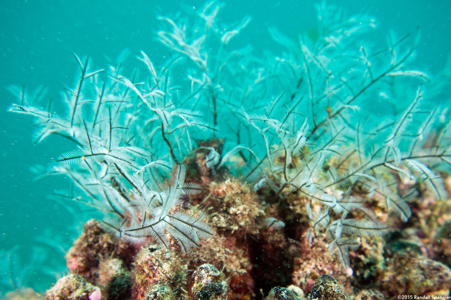 Macrorhynchia philippina (Philippine Hydroid)