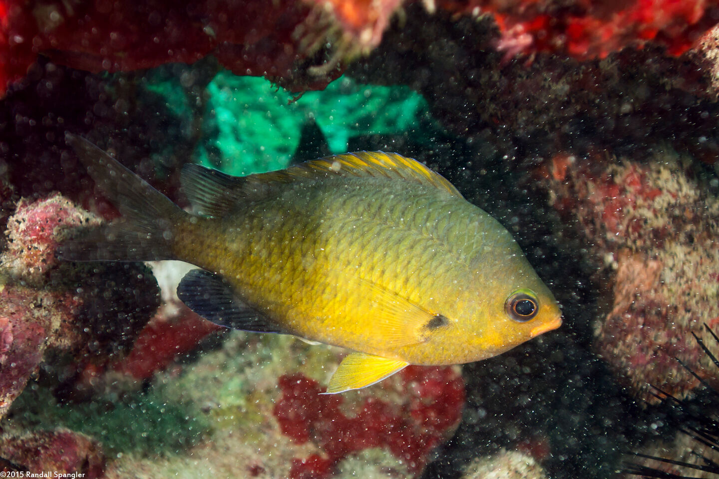 Chromis ovalis (Oval Chromis)