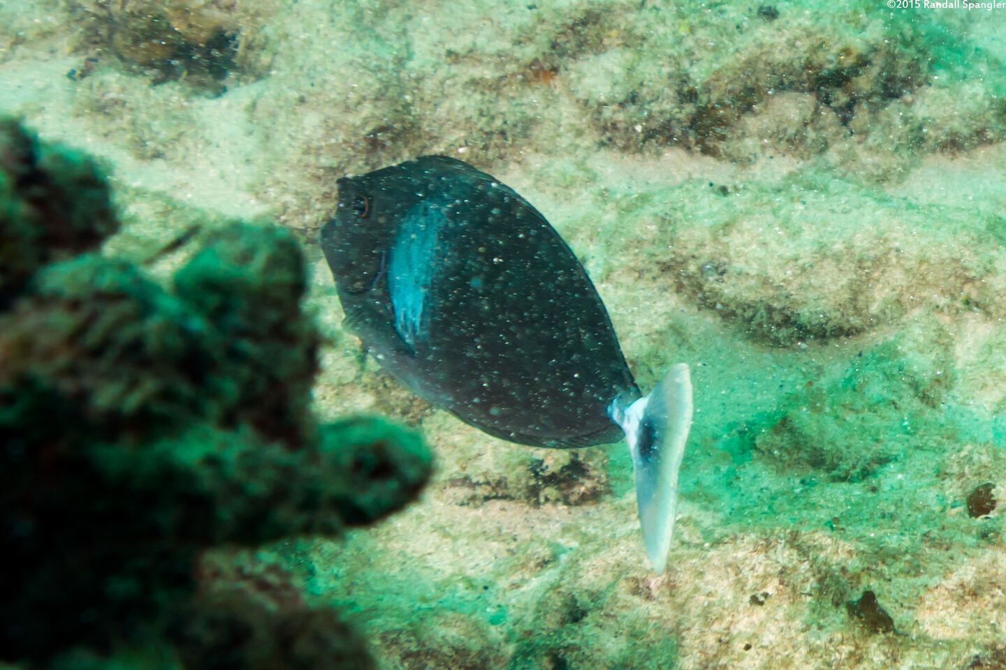 Naso brevirostris (Paletail Unicornfish)