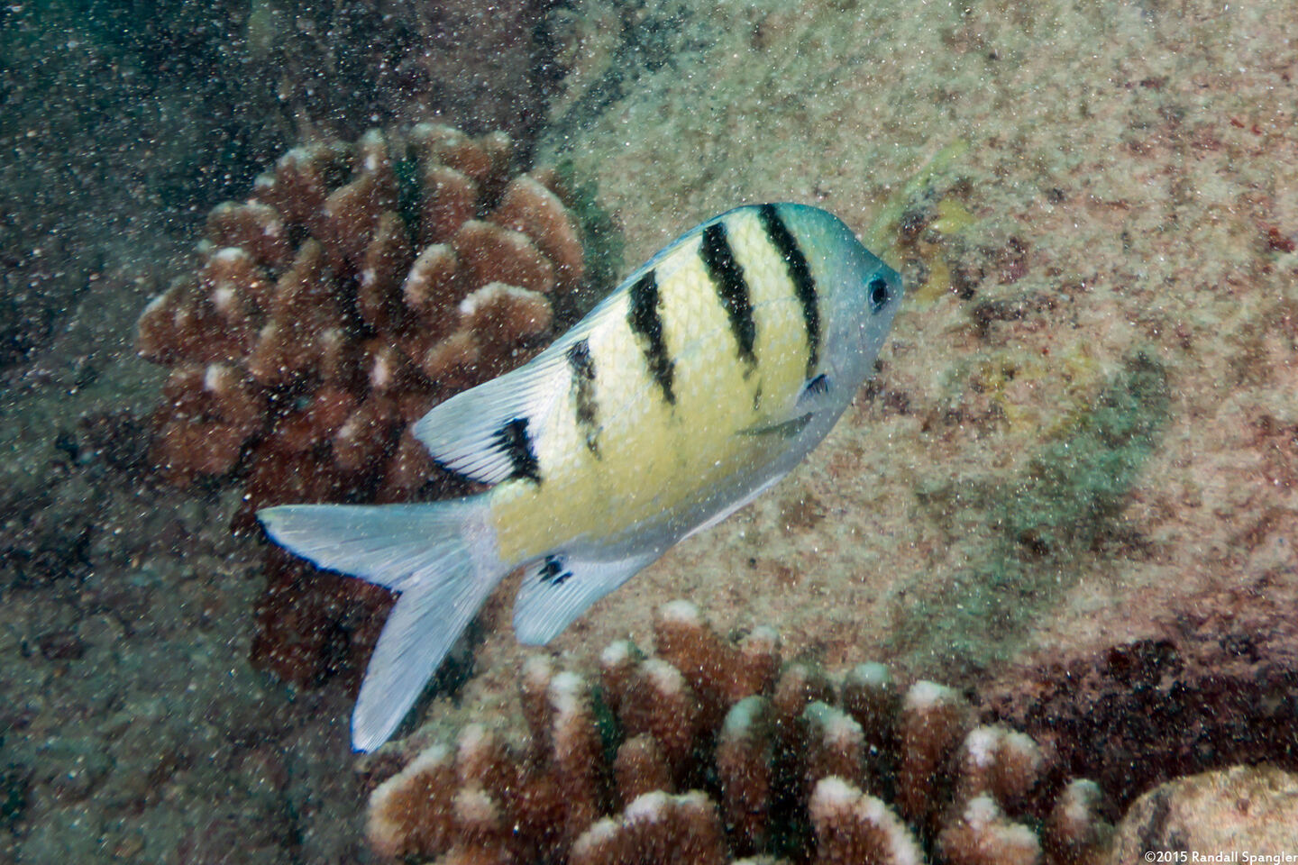 Abudefduf abdominalis (Hawaiian Sergeant)