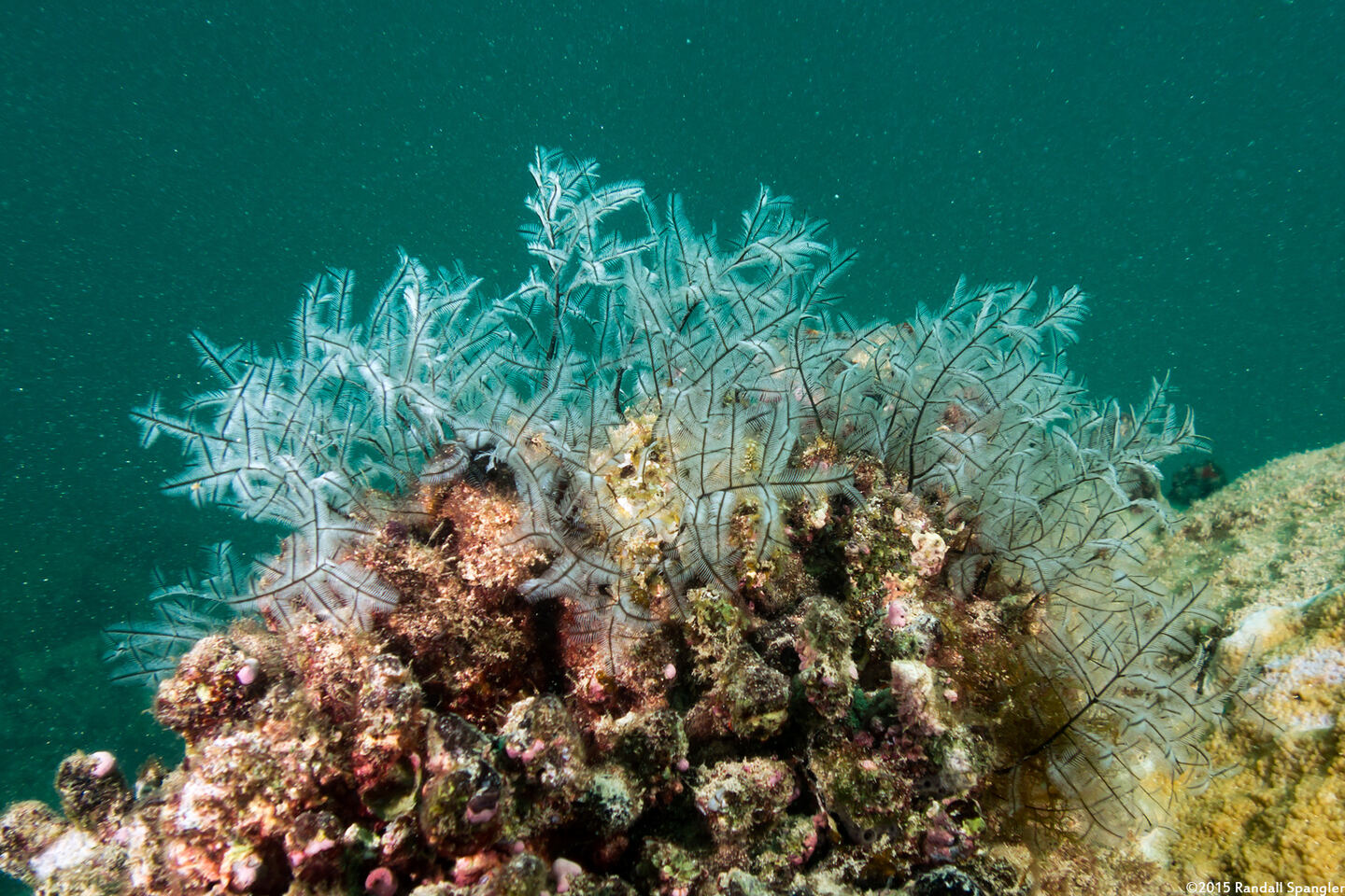 Macrorhynchia philippina (Philippine Hydroid)