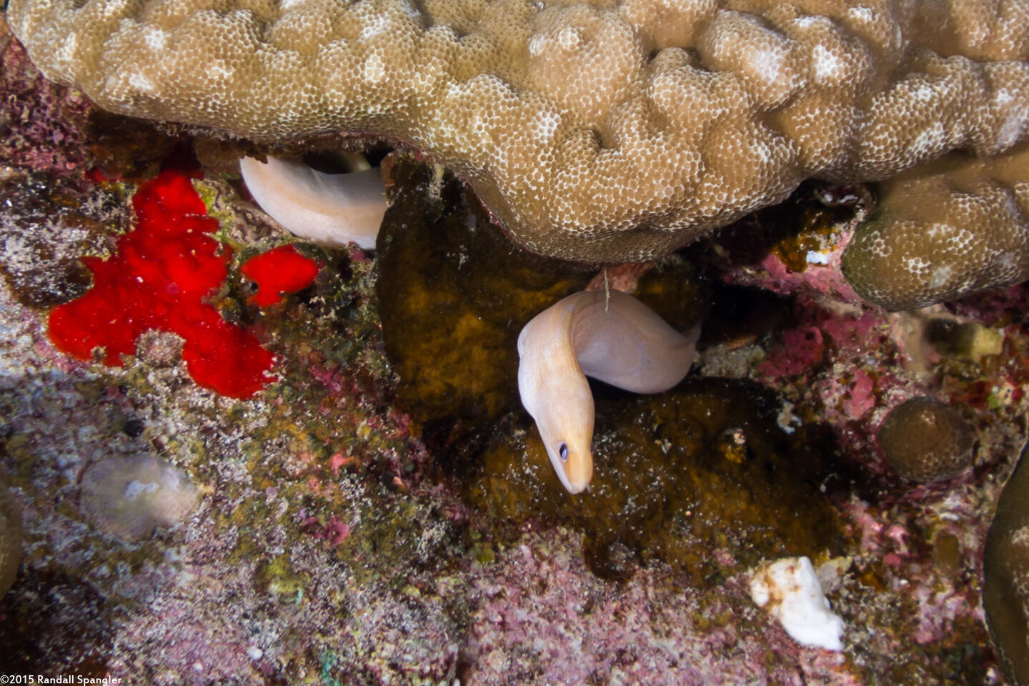 Gymnothorax melatremus (Dwarf Moray)