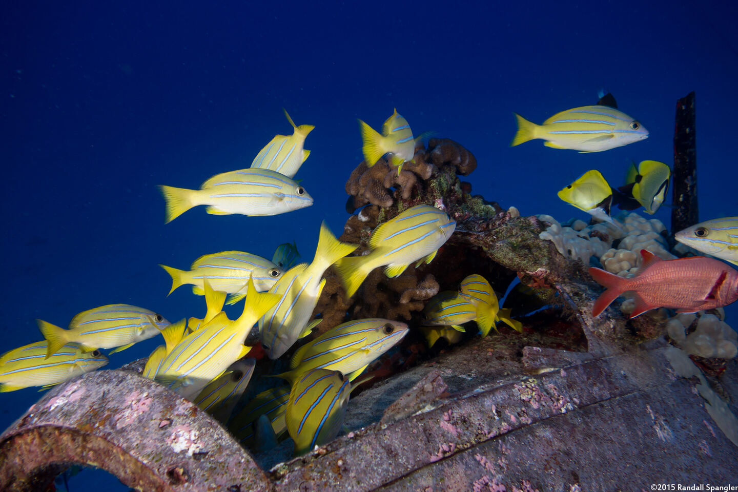 Lutjanus kasmira (Bluestripe Snapper)
