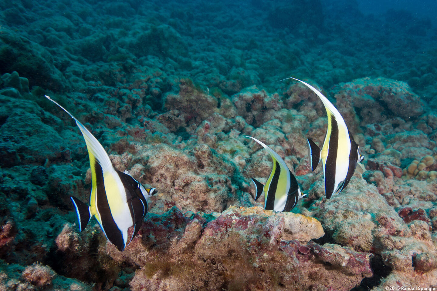 Zanclus cornutus (Moorish Idol)