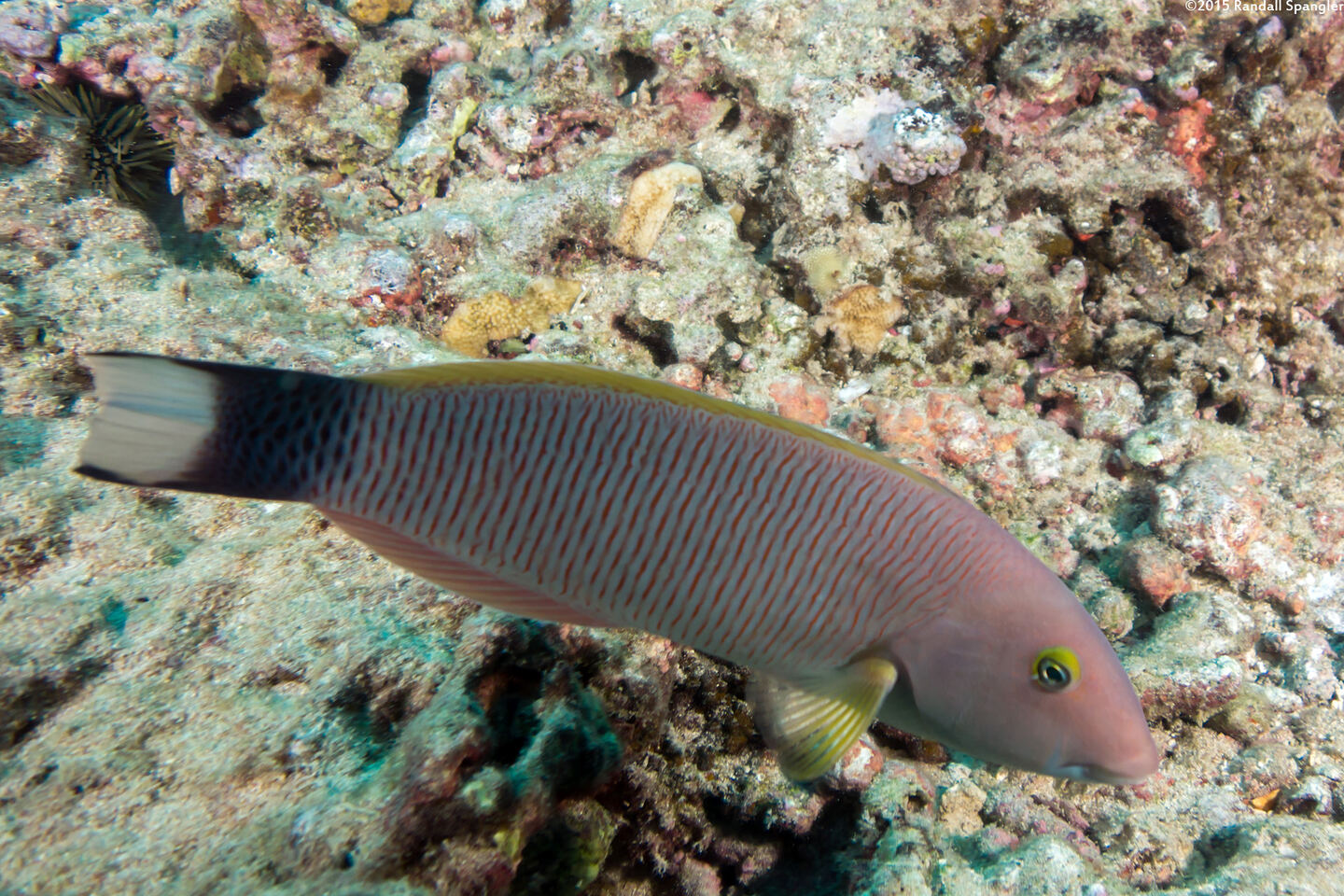 Thalassoma ballieui (Old Woman Wrasse)