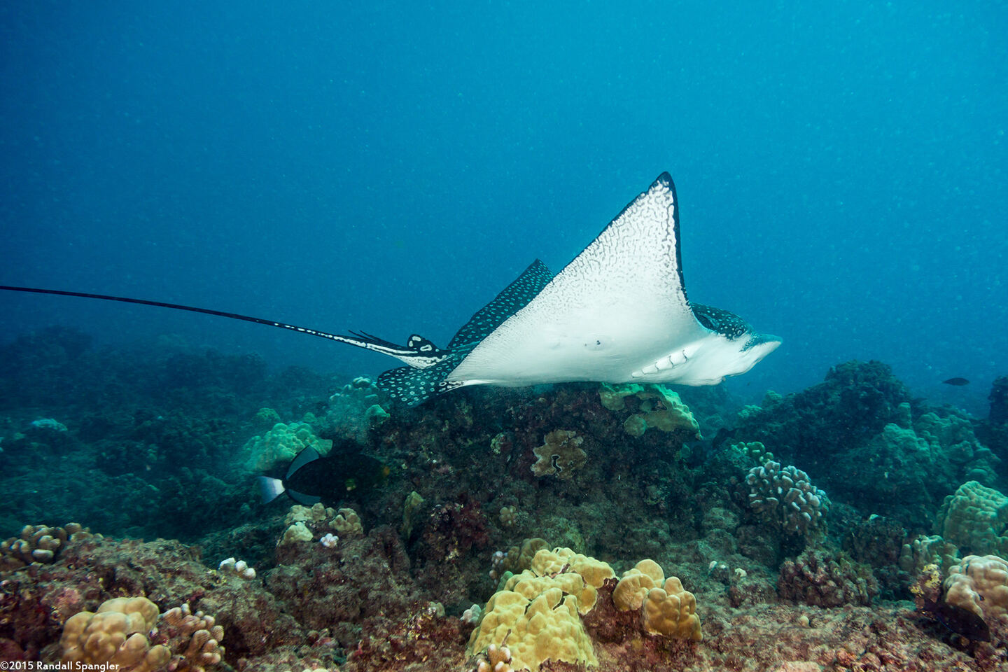 Aetobatus ocellatus (Ocellated Eagle Ray)