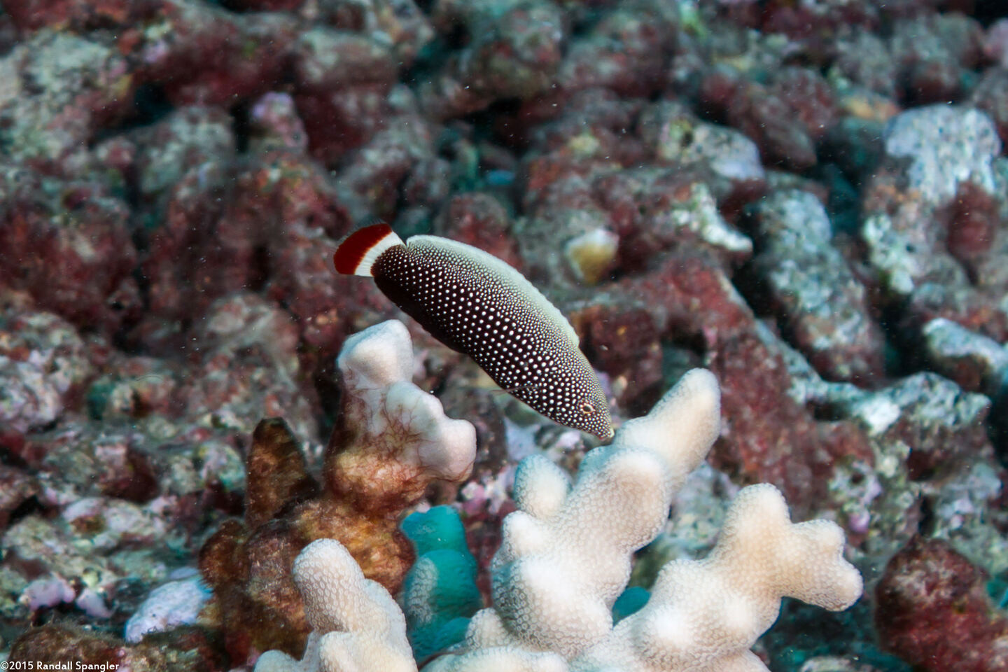 Anampses chrysocephalus (Psychedelic Wrasse)