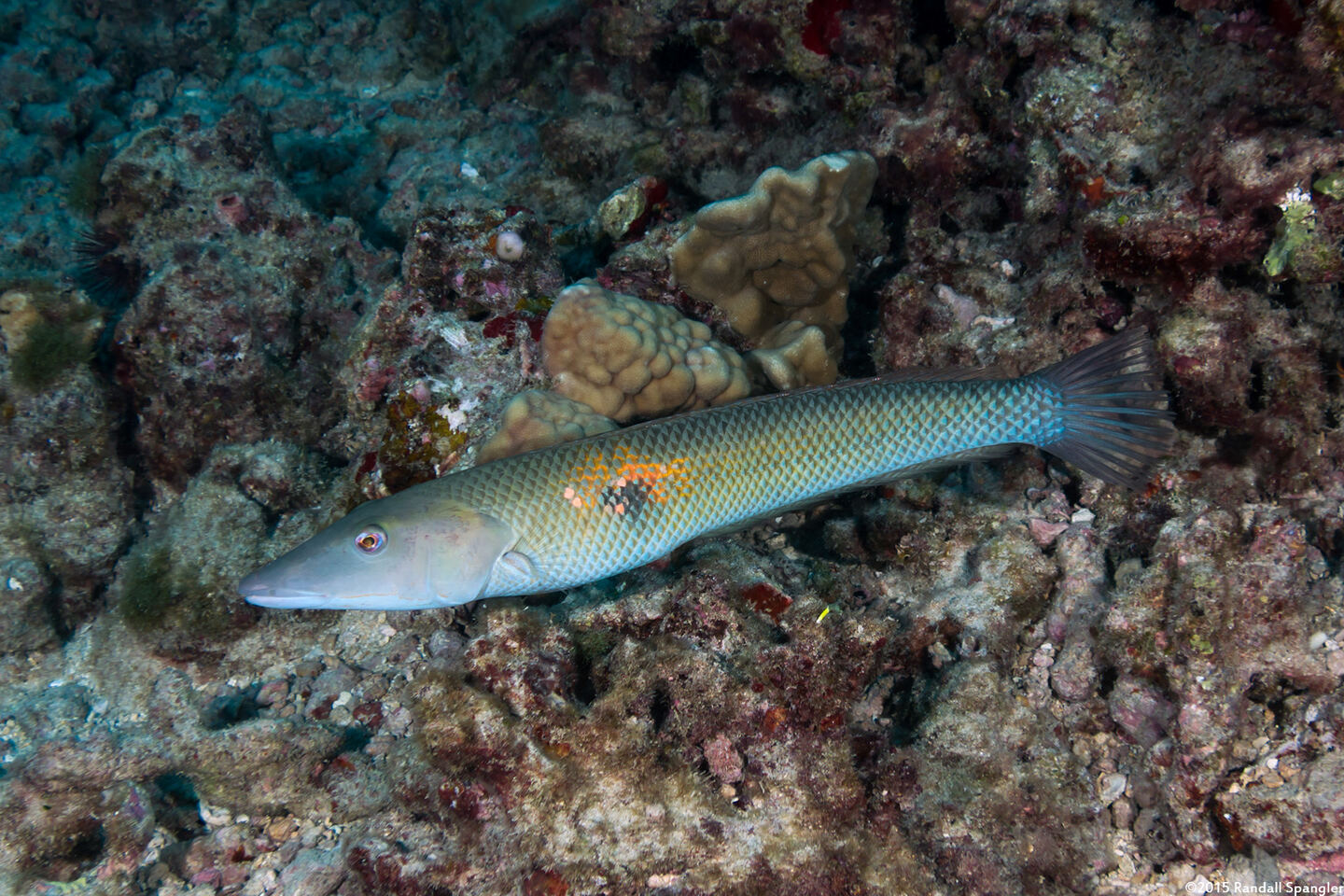 Cheilio inermis (Cigar Wrasse)