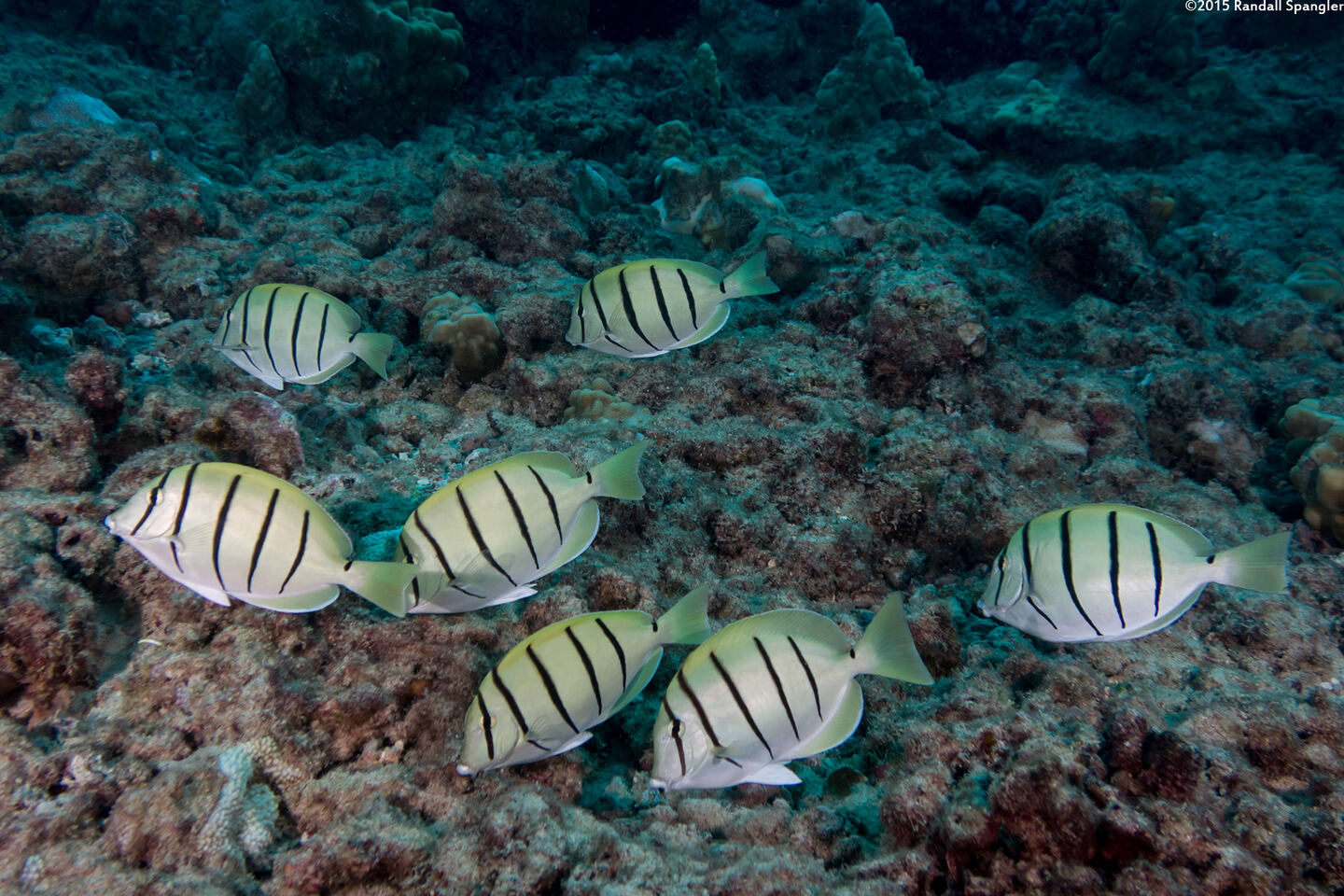 Acanthurus triostegus (Convict Tang)