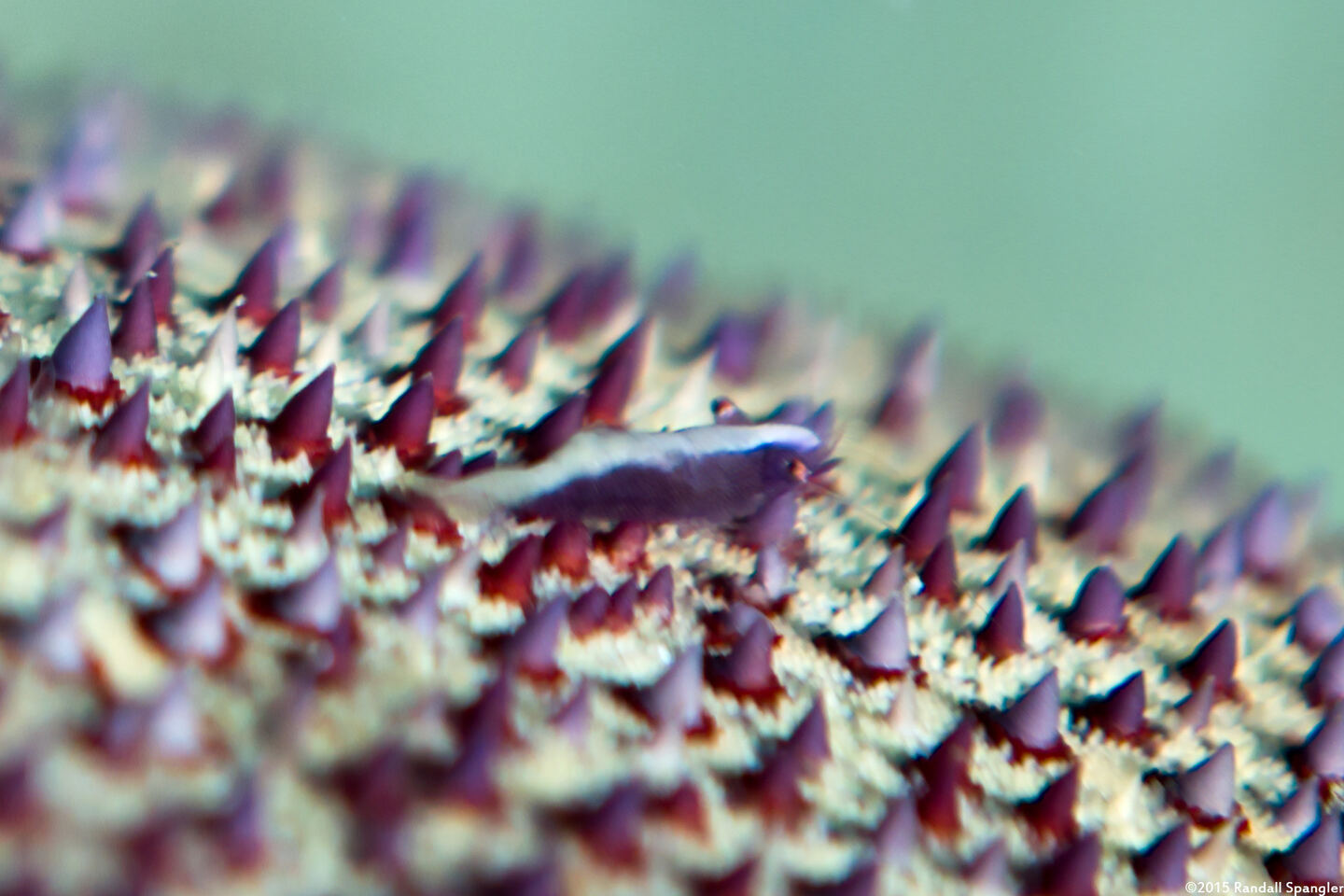 Zenopontonia soror (Sea Star Shrimp)