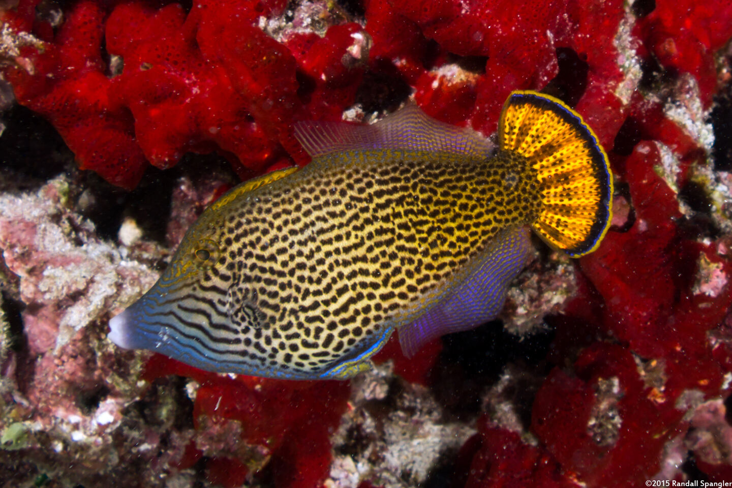 Pervagor spilosoma (Hawaiian Fantail Filefish)