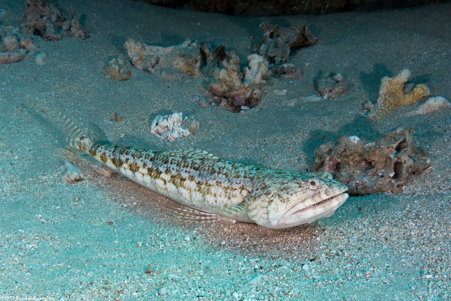 Synodus dermatogenys (Clearfin Lizardfish)