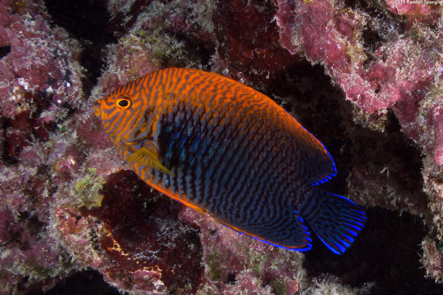 Centropyge potteri (Potter's Angelfish)