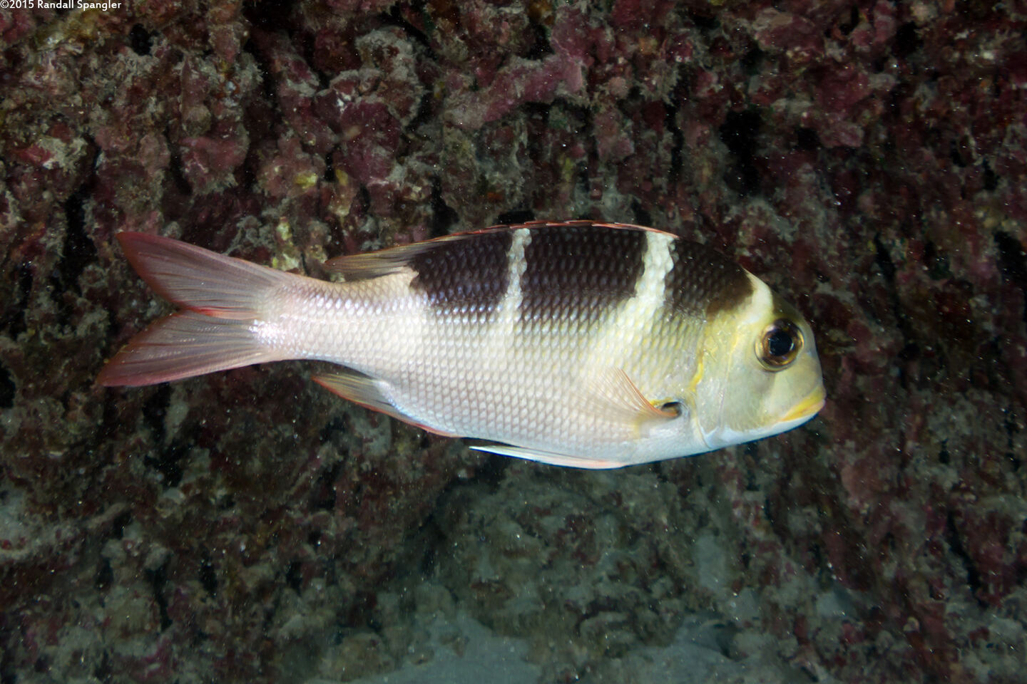 Monotaxis grandoculis (Humpnose Bigeye Bream)