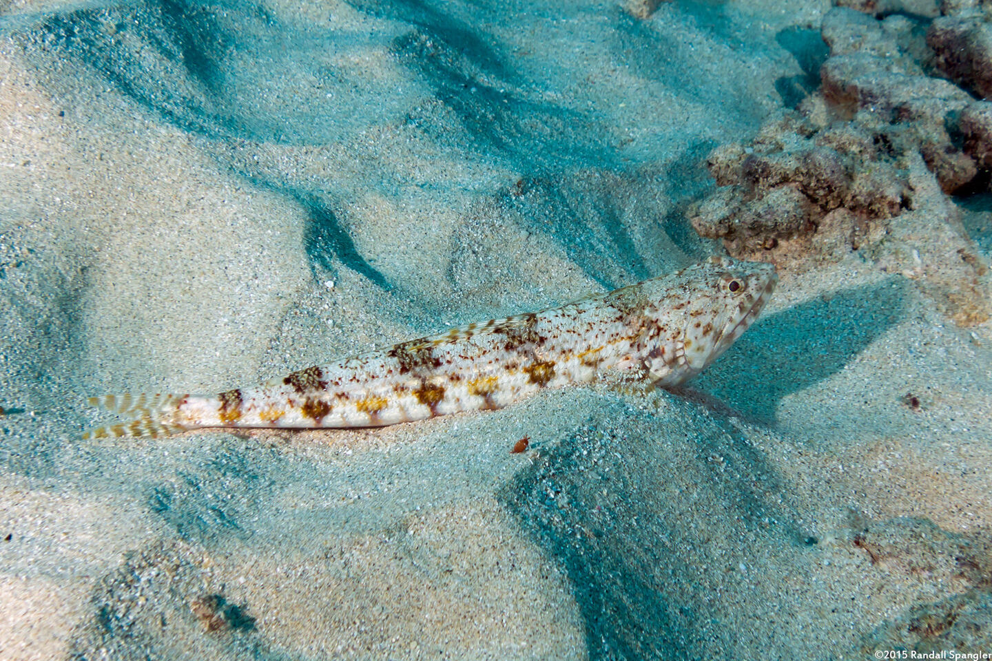 Synodus dermatogenys (Clearfin Lizardfish)