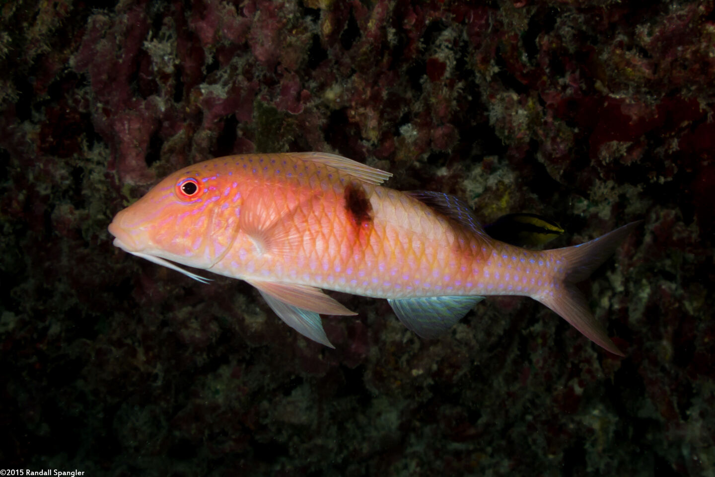 Parupeneus pleruostigma (Sidespot Goatfish)