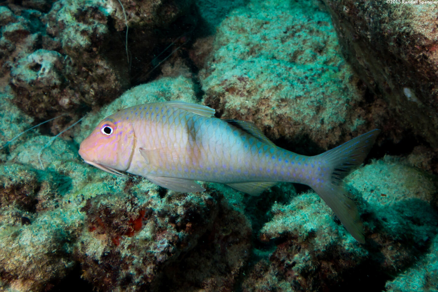 Parupeneus pleruostigma (Sidespot Goatfish)