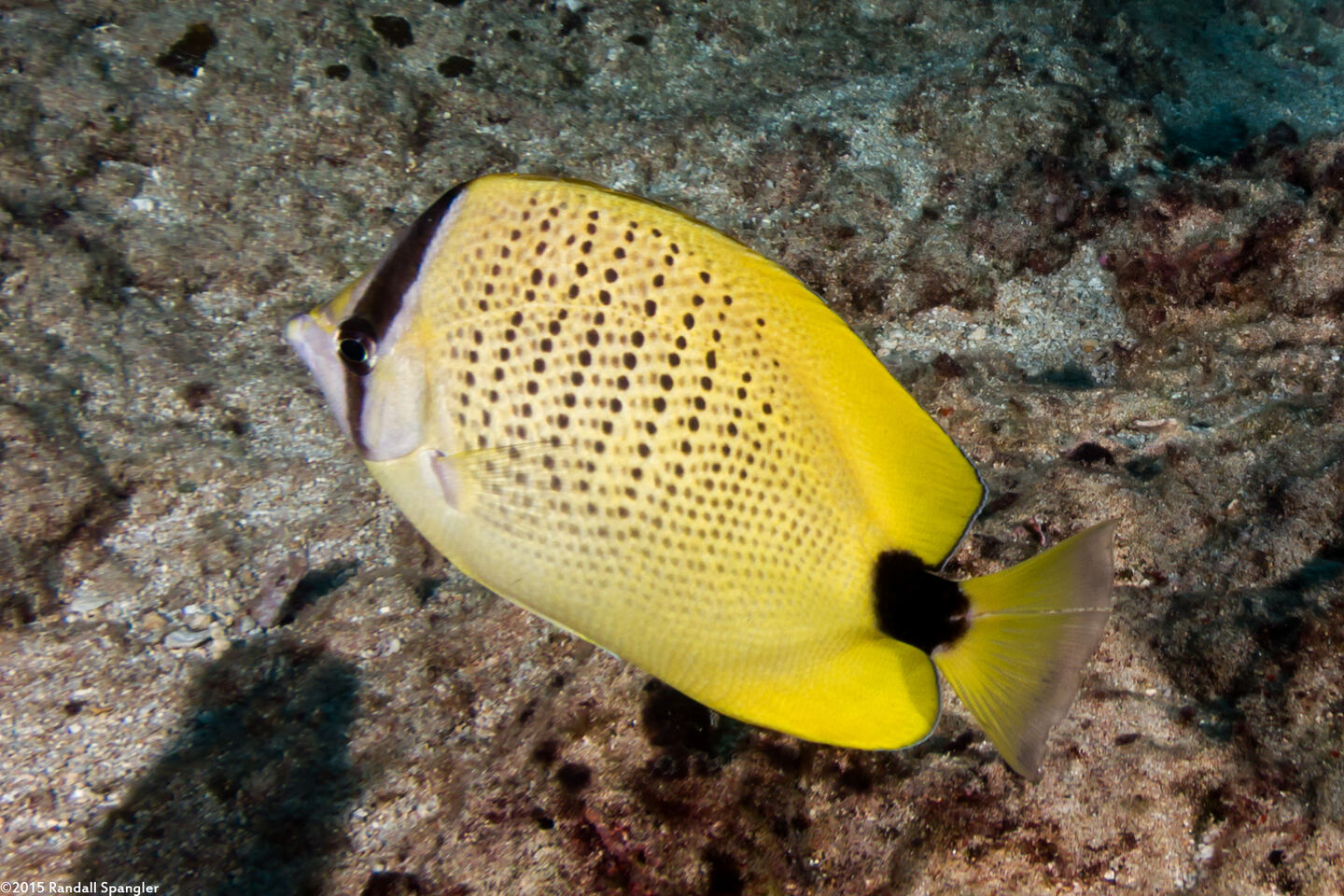 Chaetodon miliaris (Milletseed Butterflyfish)