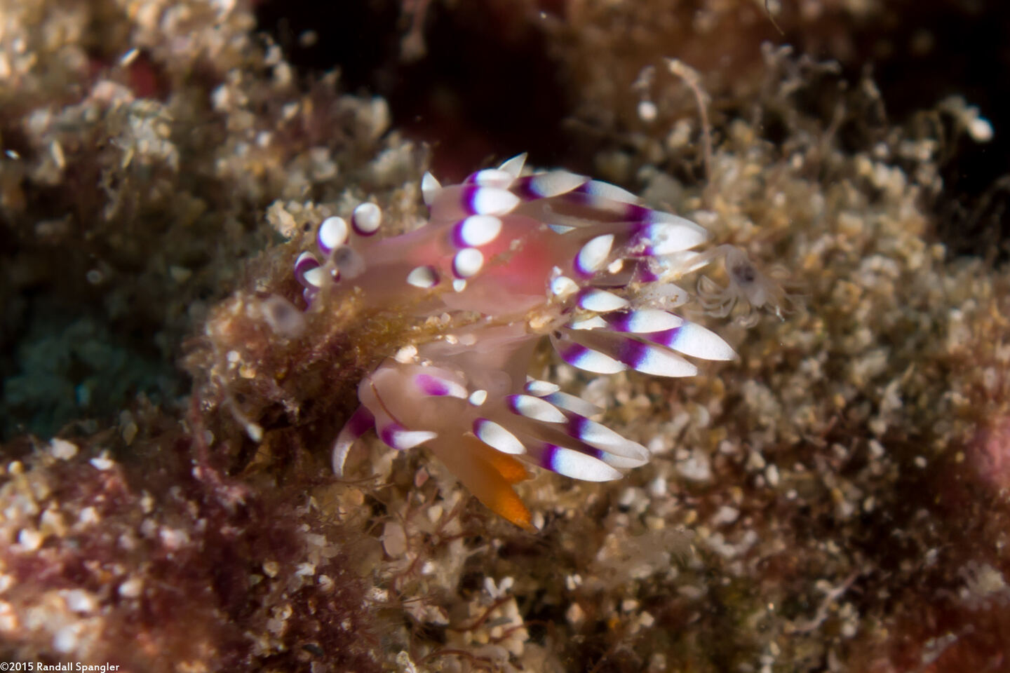 Coryphellina exoptata (Desirable Flabellina)