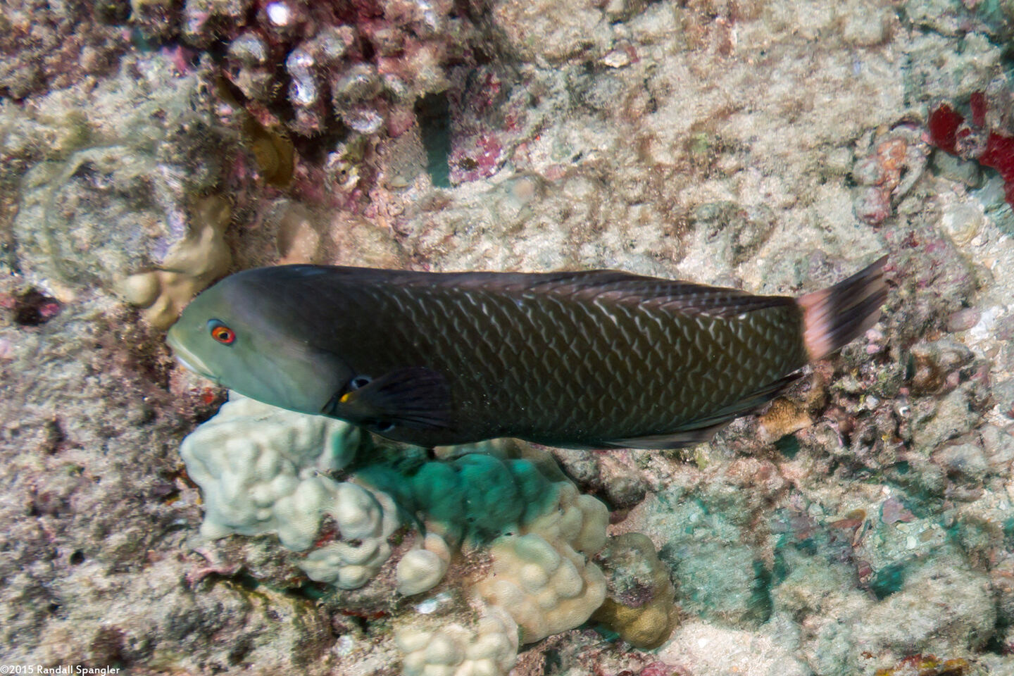 Novaculichthys taeniourus (Rockmover Wrasse)