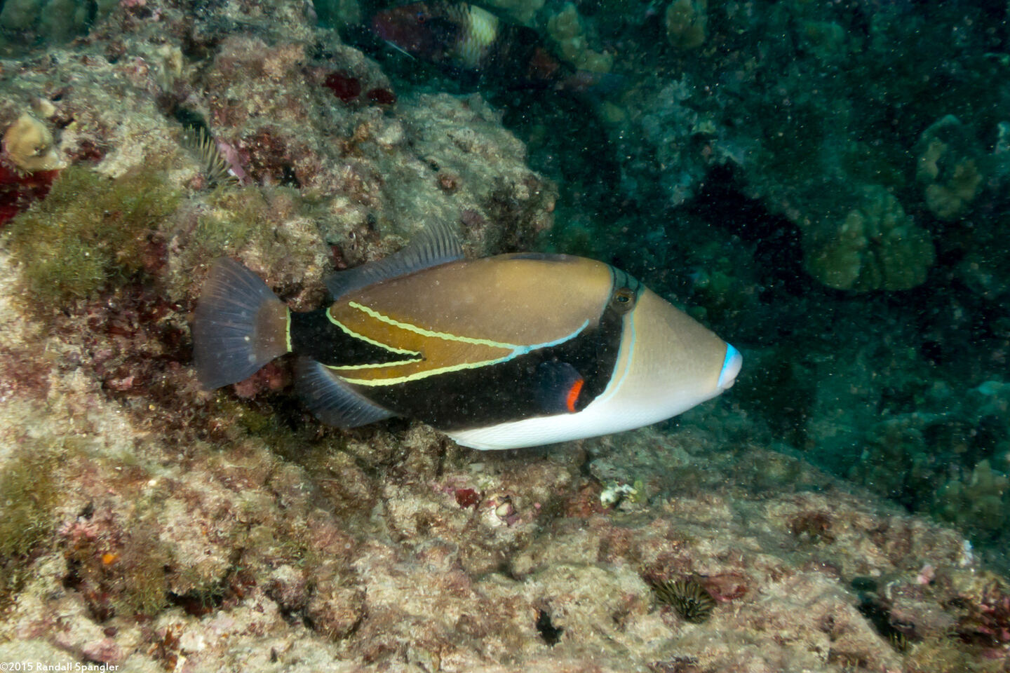 Rhinecanthus rectangulus (Wedgetail Triggerfish)