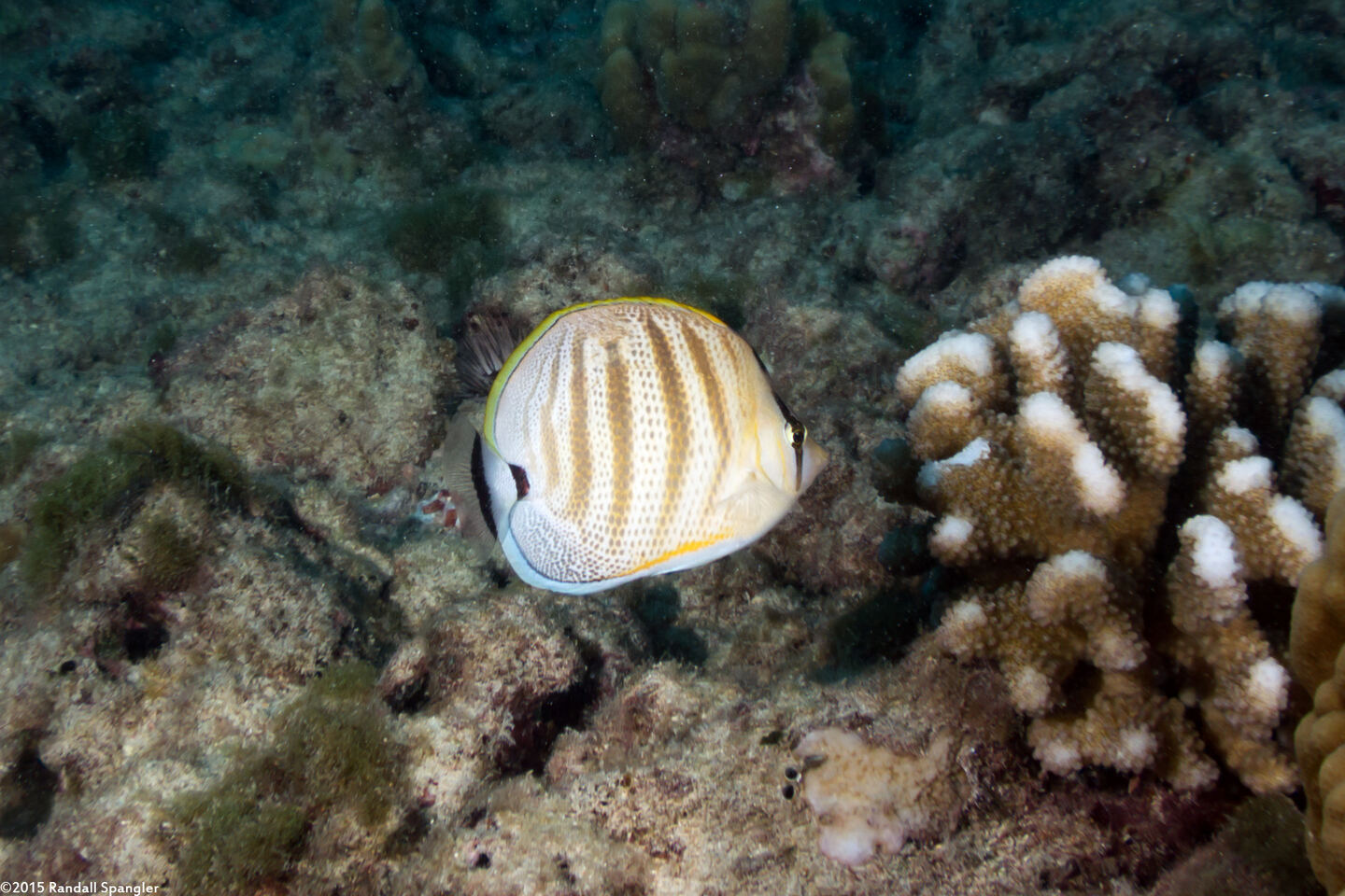 Chaetodon multicinctus (Multiband Butterflyfish)